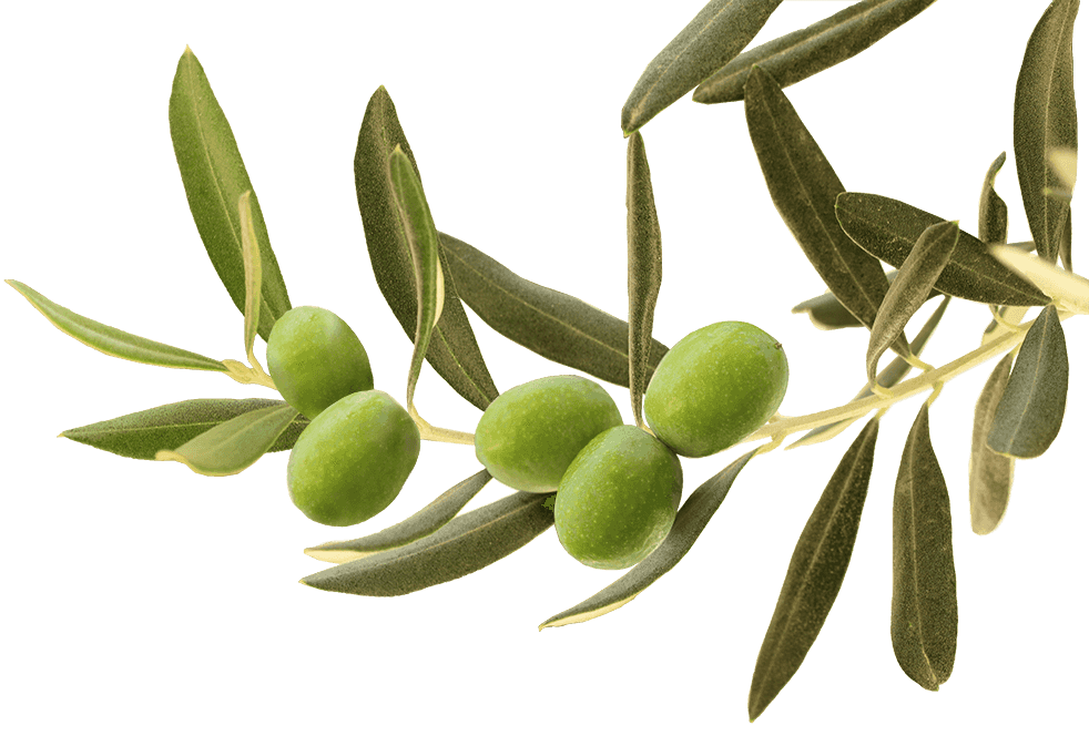 olives-morocco_982i682